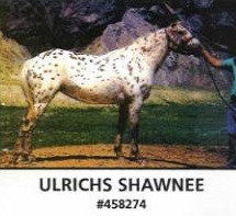 Ulrich's Shawnee